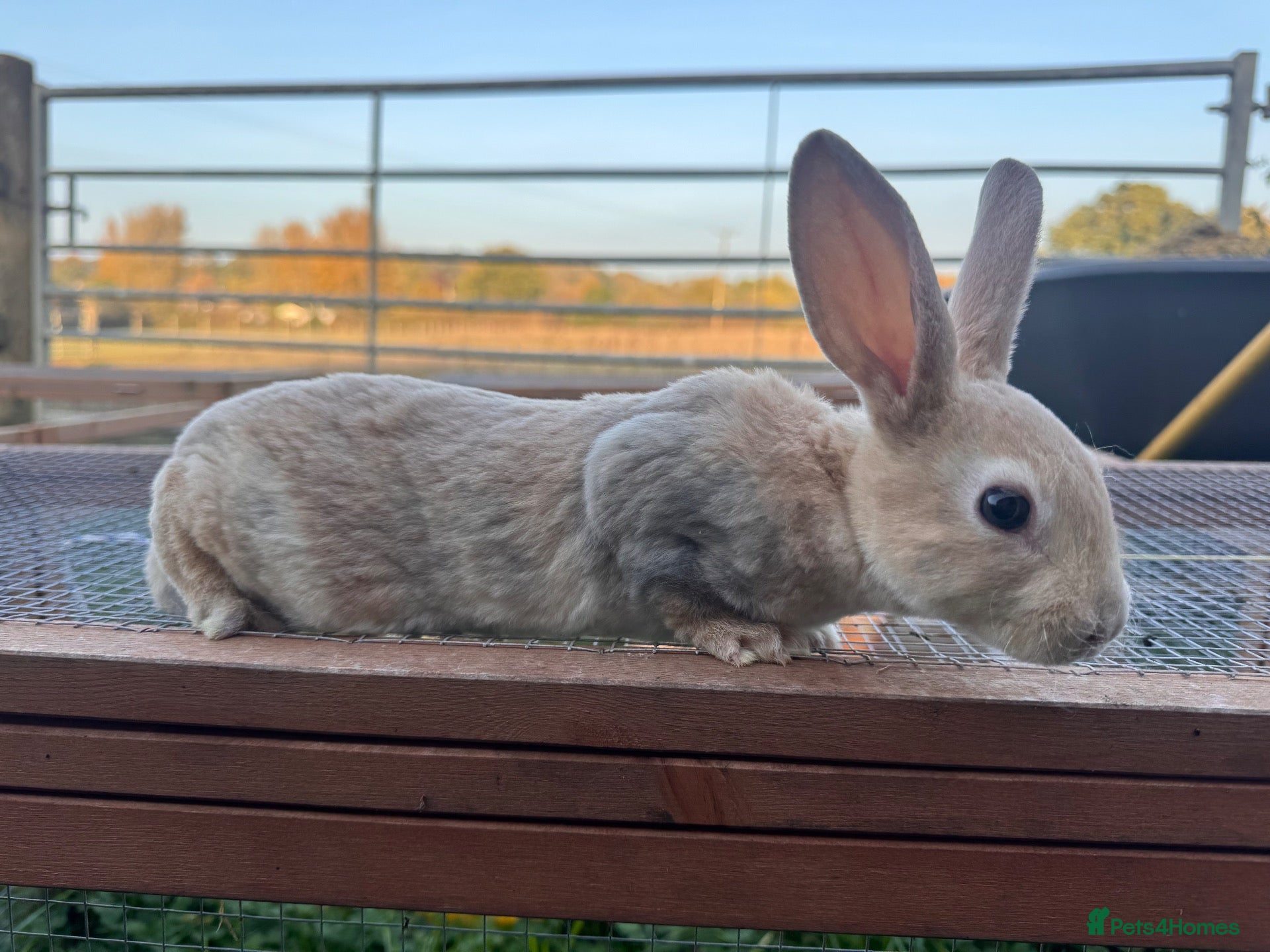 Rex rabbits for sale: 🐰✨ 2 bucks left ! PEDIGREE MINI REX  - Advert 2