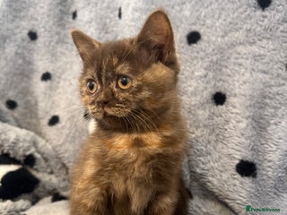 British Shorthair cats Gccf British Shorthair Kitten last girl available - Advert 2