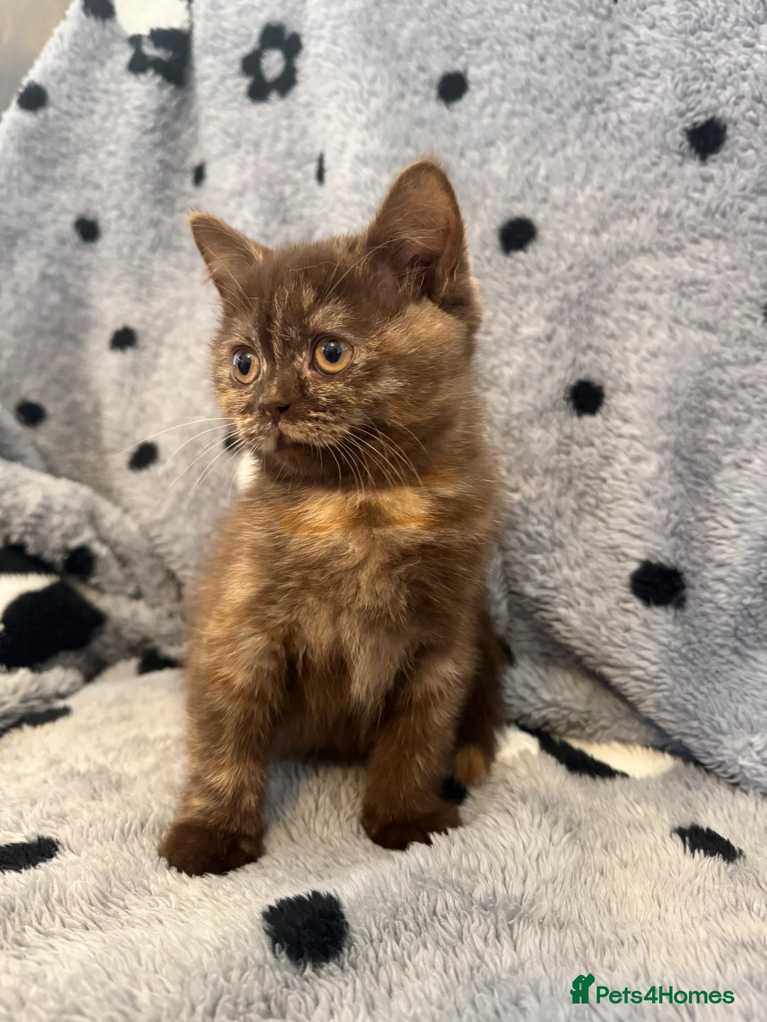 British Shorthair cats for sale: Gccf British Shorthair kitten READY NOW - Advert 2