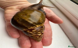Snails invertebrates for sale: Giant African land snails and enclosure - Image 1