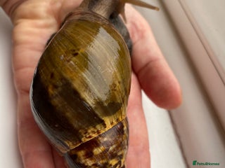 Snails invertebrates - Advert 1