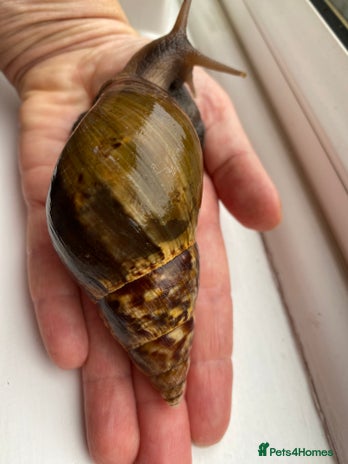 Snails invertebrates - Advert 1