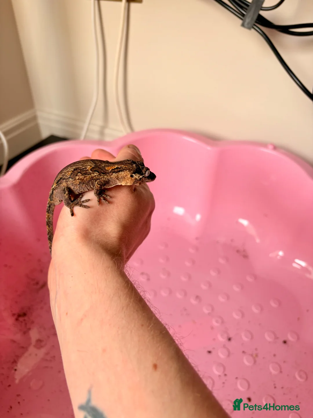 Gecko reptiles for sale: Gargoyle Gecko in Liverpool - Advert 2