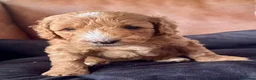 Labradoodle dogs for stud: ✨Proven Australian Labradoodle🌟 - Advert 3