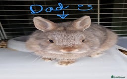 Mini Lop rabbits for sale: Mini Lop x Netherland Dwarf Babies - Image 2