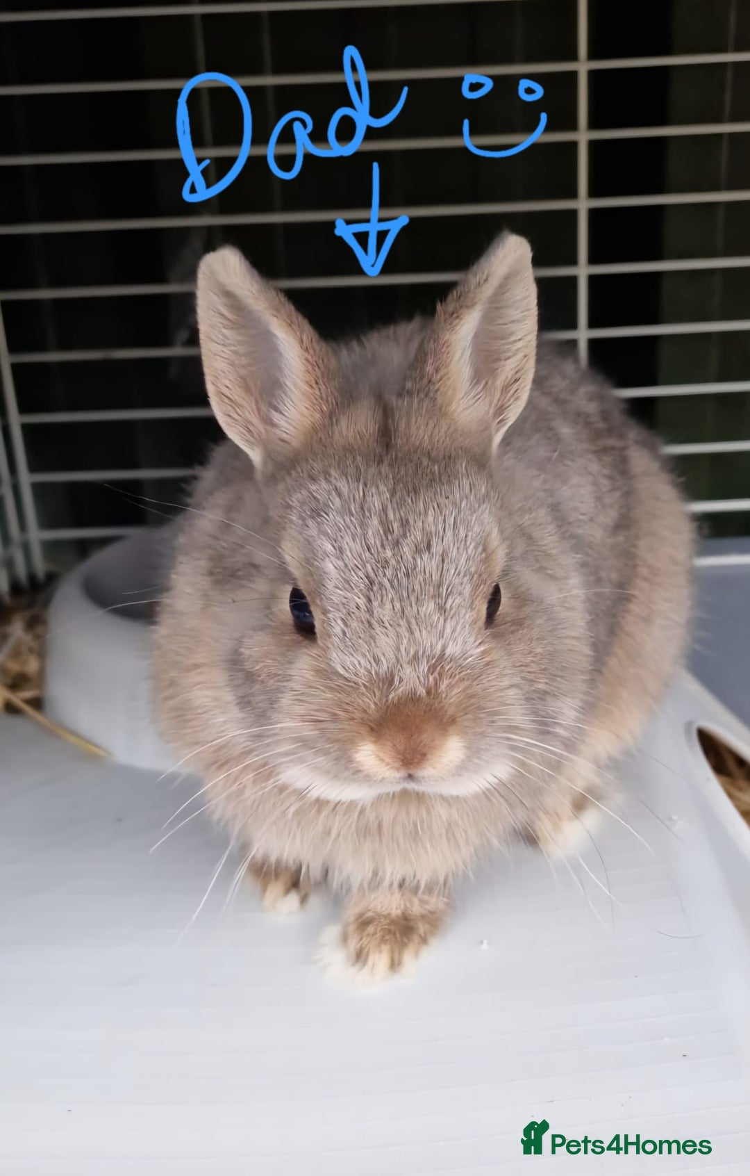 Mini Lop rabbits for sale: Mini Lop x Netherland Dwarf Babies - Image 2