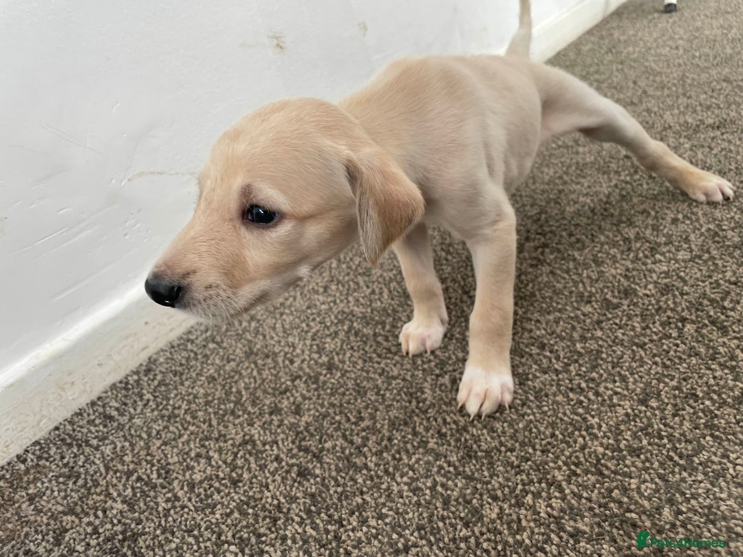 Greyhound dogs for sale: Greyhound Puppy - Image 9