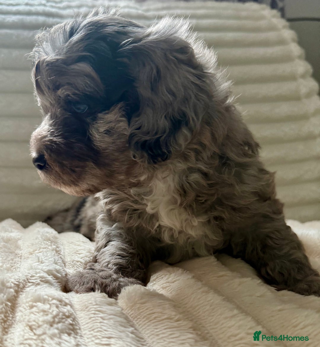 Lhasapoo dogs for sale: F2 Lhasapoo puppies - Image 2