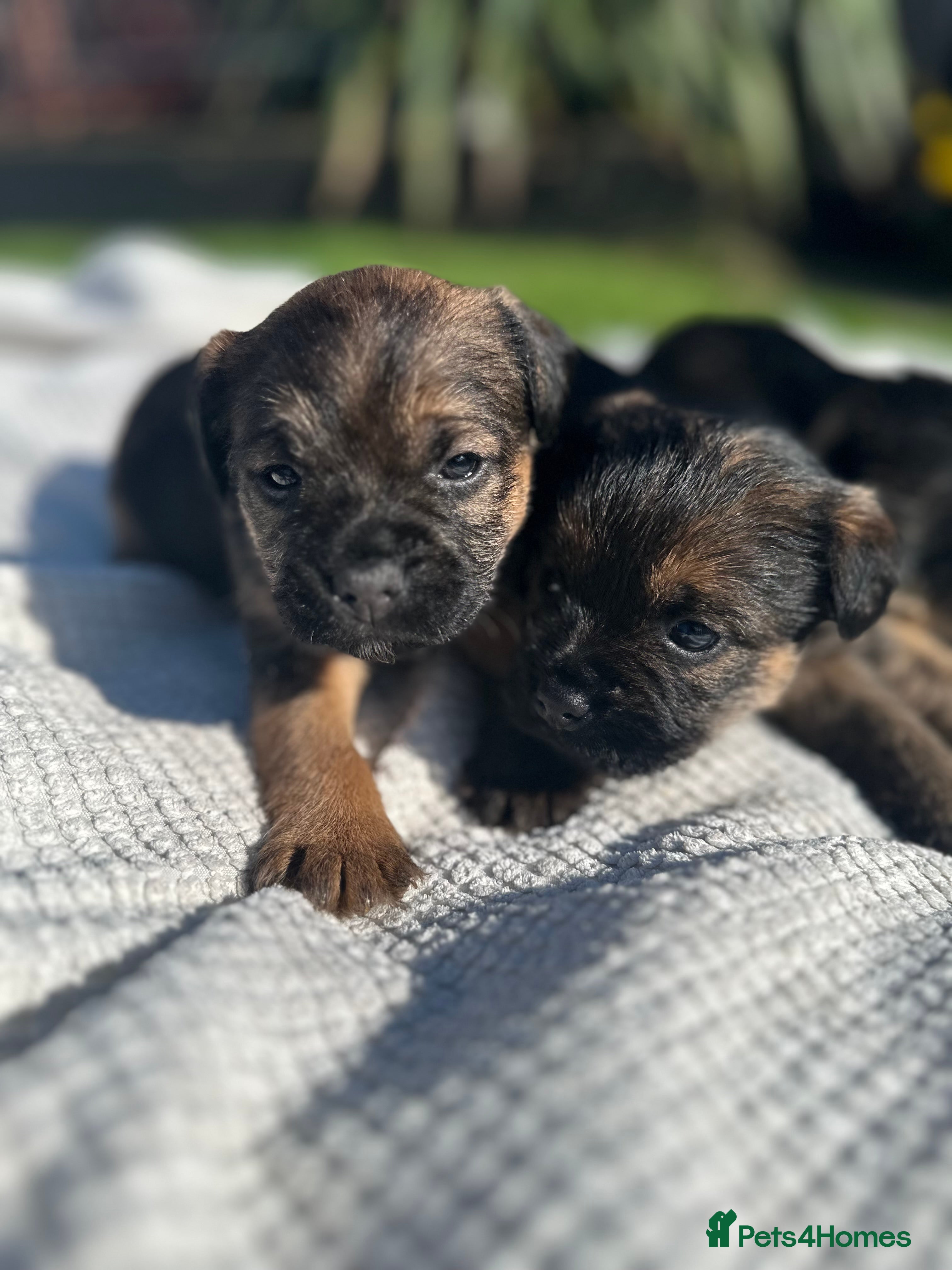 Border Terrier dogs KC Border Terrier puppies (SLEM Clear) - Advert 2