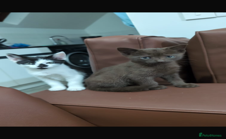 Brazilian Shorthair cats - Advert 3