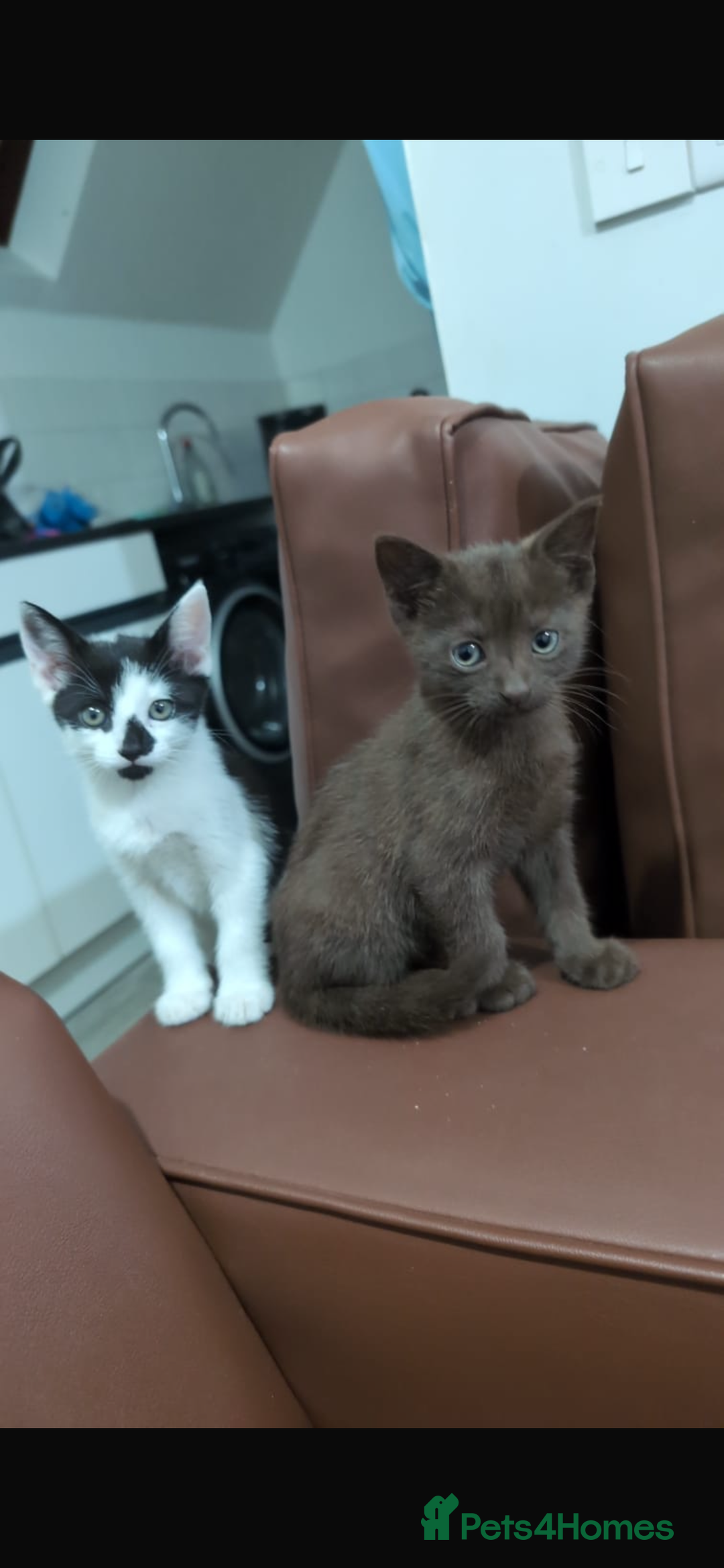 Brazilian Shorthair cats for sale: 6 Week Old Male kittens - Image 1