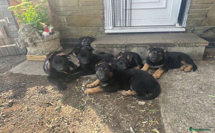 German Shepherd dogs - Advert 1
