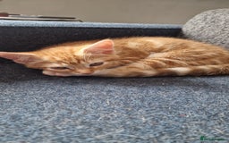 British Shorthair cats for sale: Ginger Cat  - Image 4