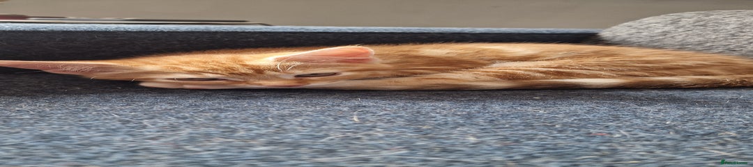 Ginger Kitten 3