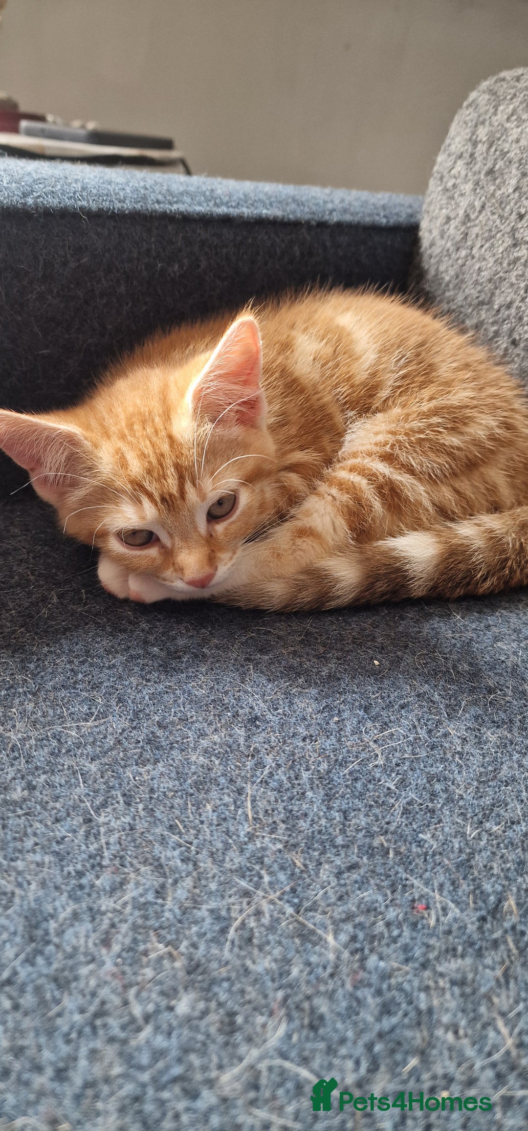 British Shorthair cats for sale: Ginger Cat  - Image 4