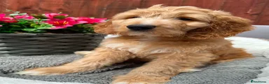 Rosie