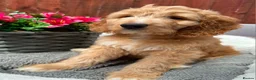 Australian Labradoodle dogs for sale: Australian Labradoodle-Medium-sized  - Advert 14
