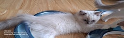 Ragdoll cats for sale: GCCF reg Ragdoll kittens  - Advert 4