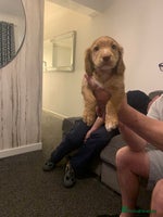 Cocker Spaniel dogs REDUCED! LAST boy ready to leave now - Advert 4