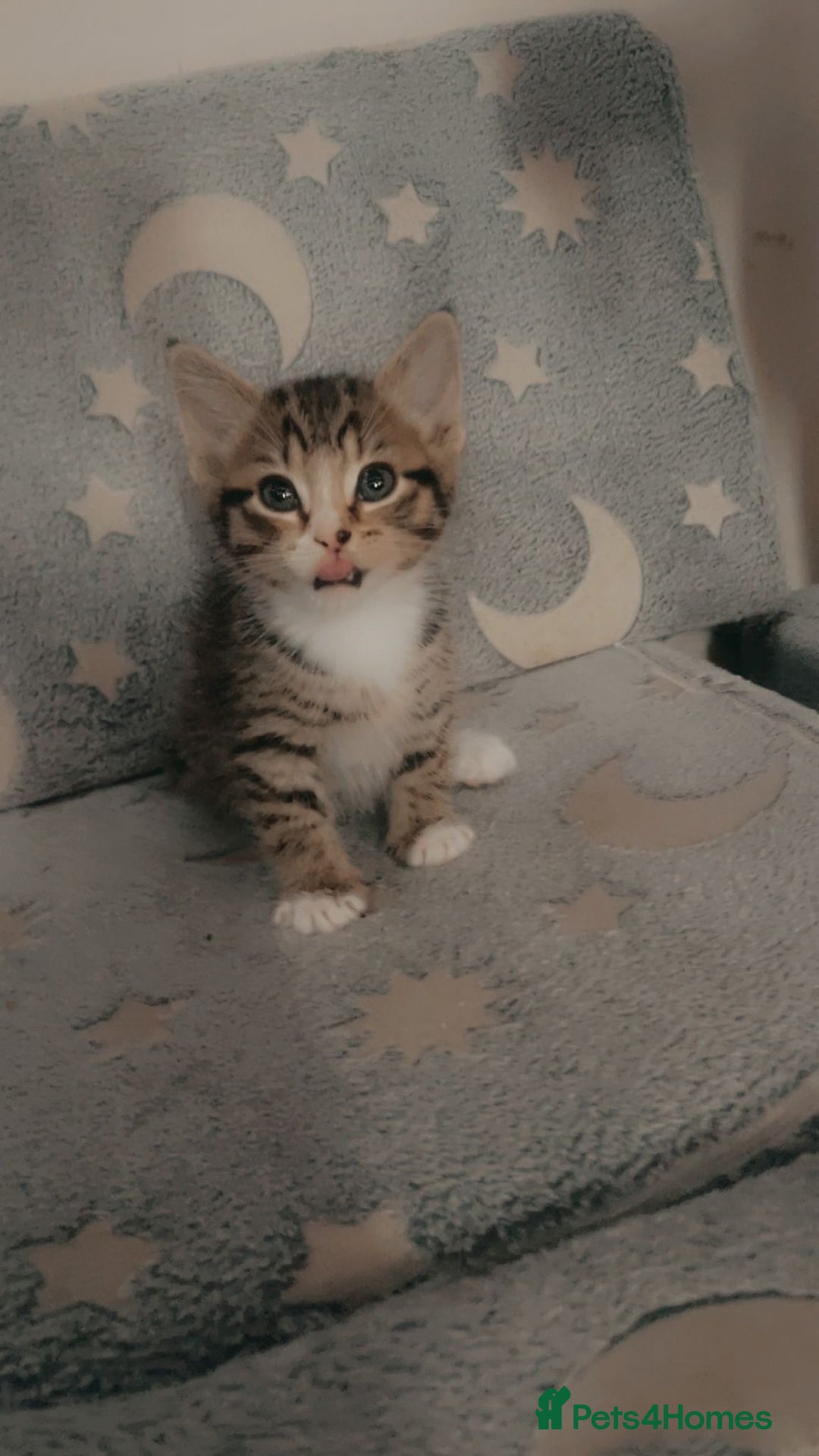 Mixed Breed cats for sale: Female kitten - Advert 2