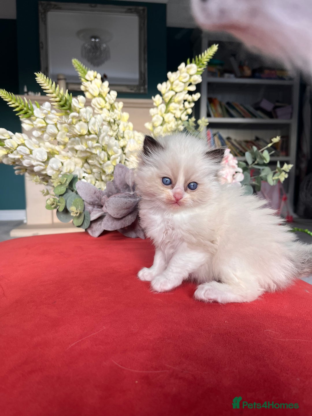 Ragdoll cats for sale: Genuine Ragdoll kittens from pedigree parents.  - Advert 11