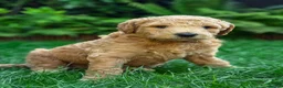 Standard Poodle dogs for sale: KC Standard Poodle Beautiful Puppies - Advert 2