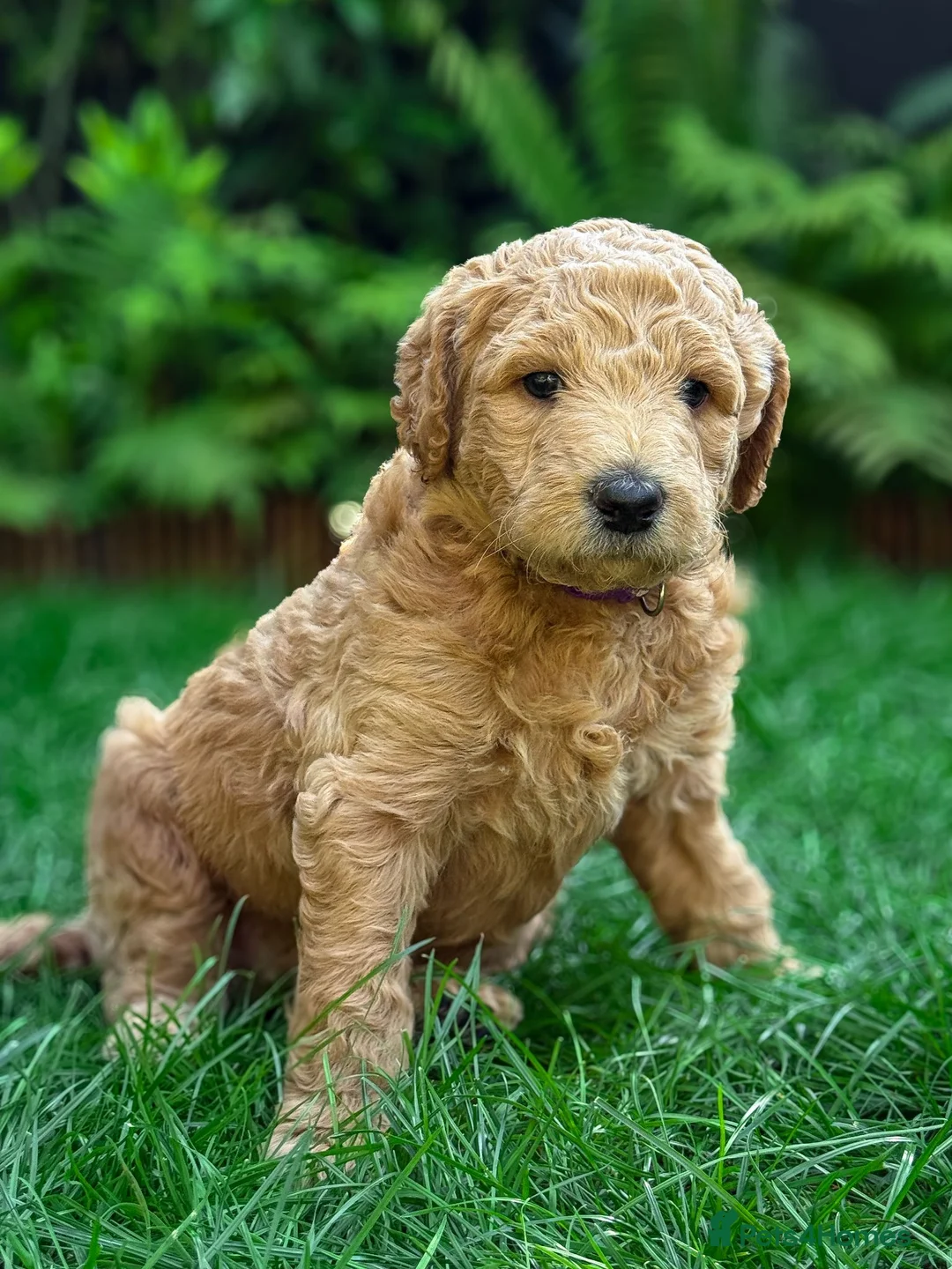 Standard Poodle dogs for sale: KC Standard Poodle Beautiful Puppies - Advert 2