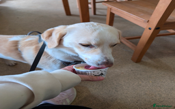 Mixed Breed dogs for sale: Lovely Pixel  - Image 8
