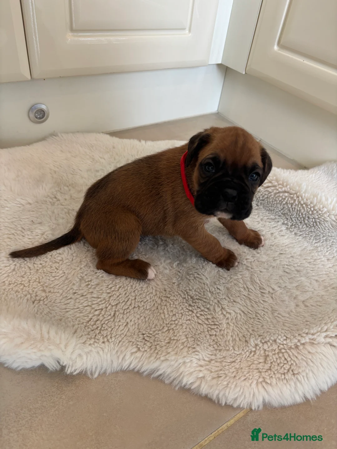 Boxer dogs for sale: Boxer puppies - Advert 12