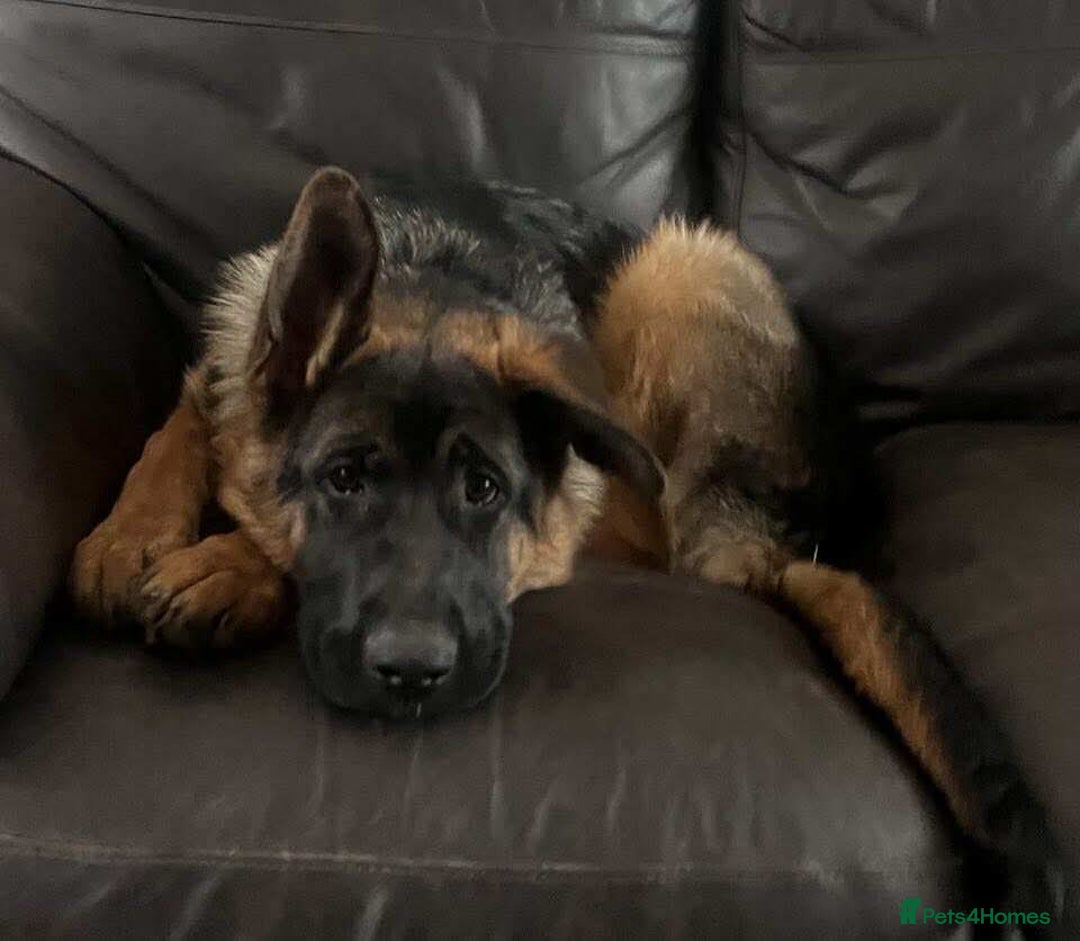 German Shepherd dogs for sale: German Shepherds looking for new homes  - Image 4
