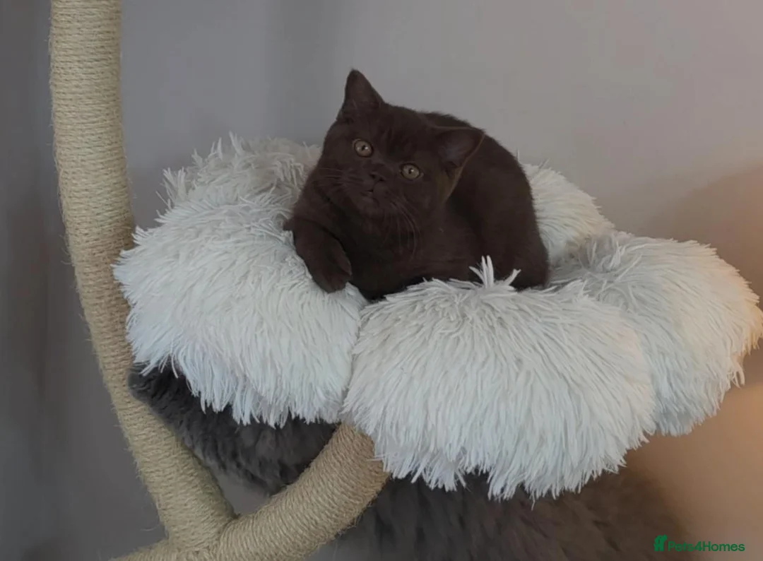 British Shorthair cats for sale: Cinnamon British Shorthair Female 🧡👑 - Advert 2