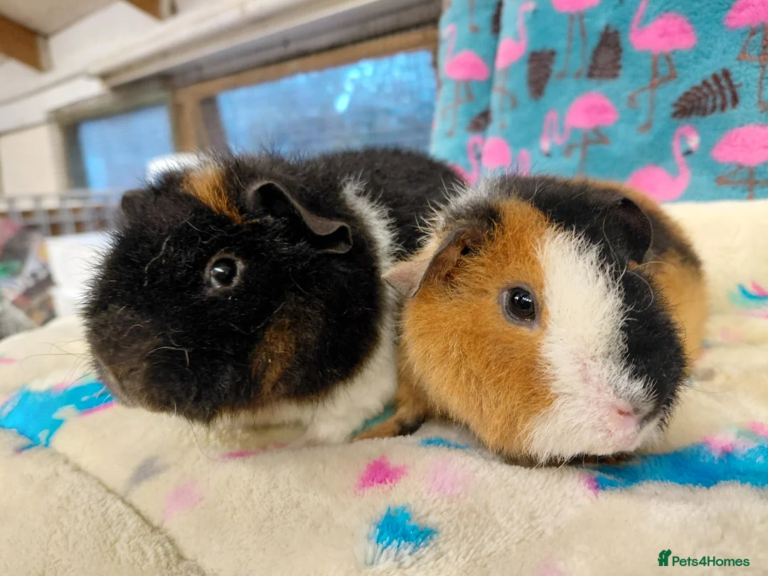 Guinea Pig rodents for sale: Baby Longhaired Boars /Merino/ Teddy/Goldens  - Advert 1