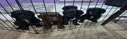 Cocker Spaniel dogs for sale: 5 Beautiful Cocker Spaniel puppies - Advert 7