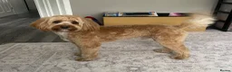 Cockapoo dogs for stud: Handsome cockapoo - For stud until proven - Advert 4