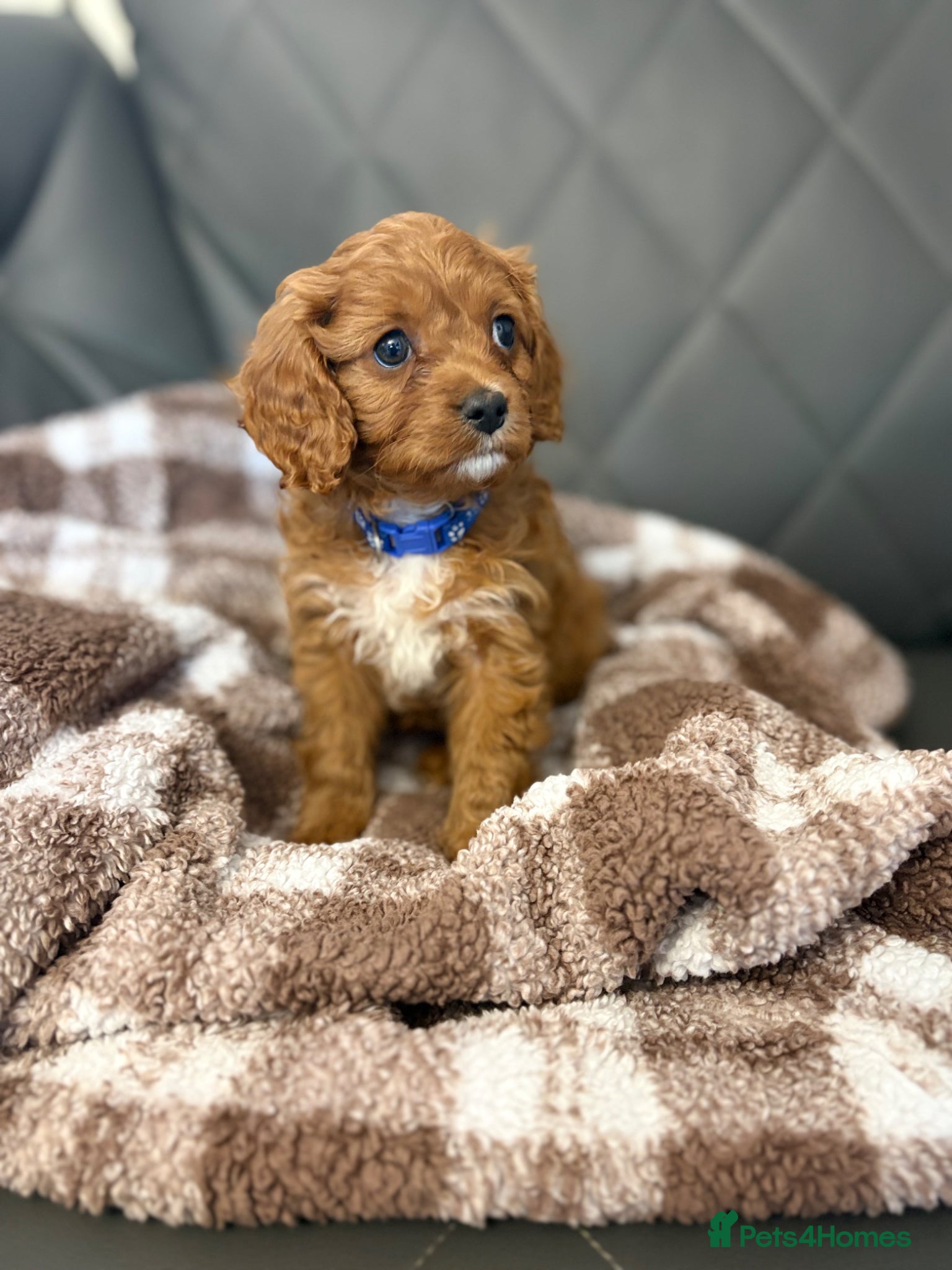 Cavapoo dogs F1 Cavapoo puppies  - Advert 18