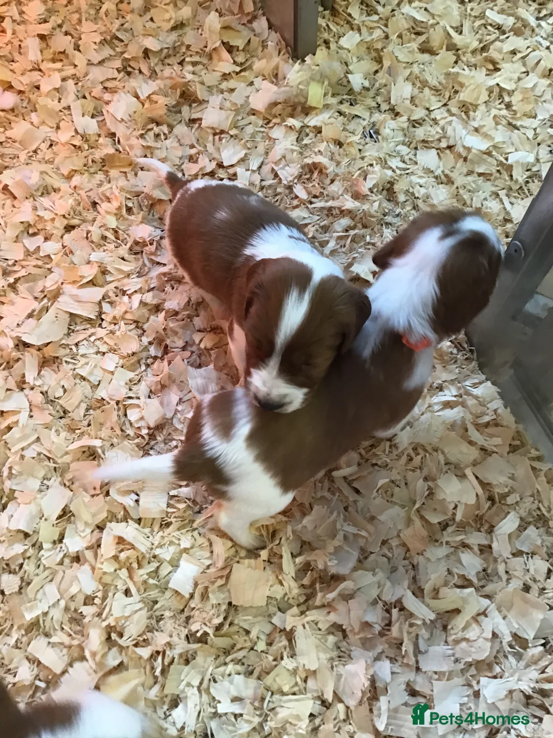 Welsh Springer Spaniel dogs for sale: Beautiful WELSH SPRINGER PUpS - Advert 5