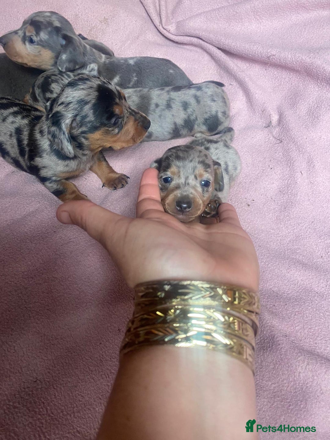 Miniature Dachshund dogs for stud: ⭐️⭐️⭐️KC MINIATURE DACHSHUND FOR STUD⭐️⭐️  in Southampton - Image 13