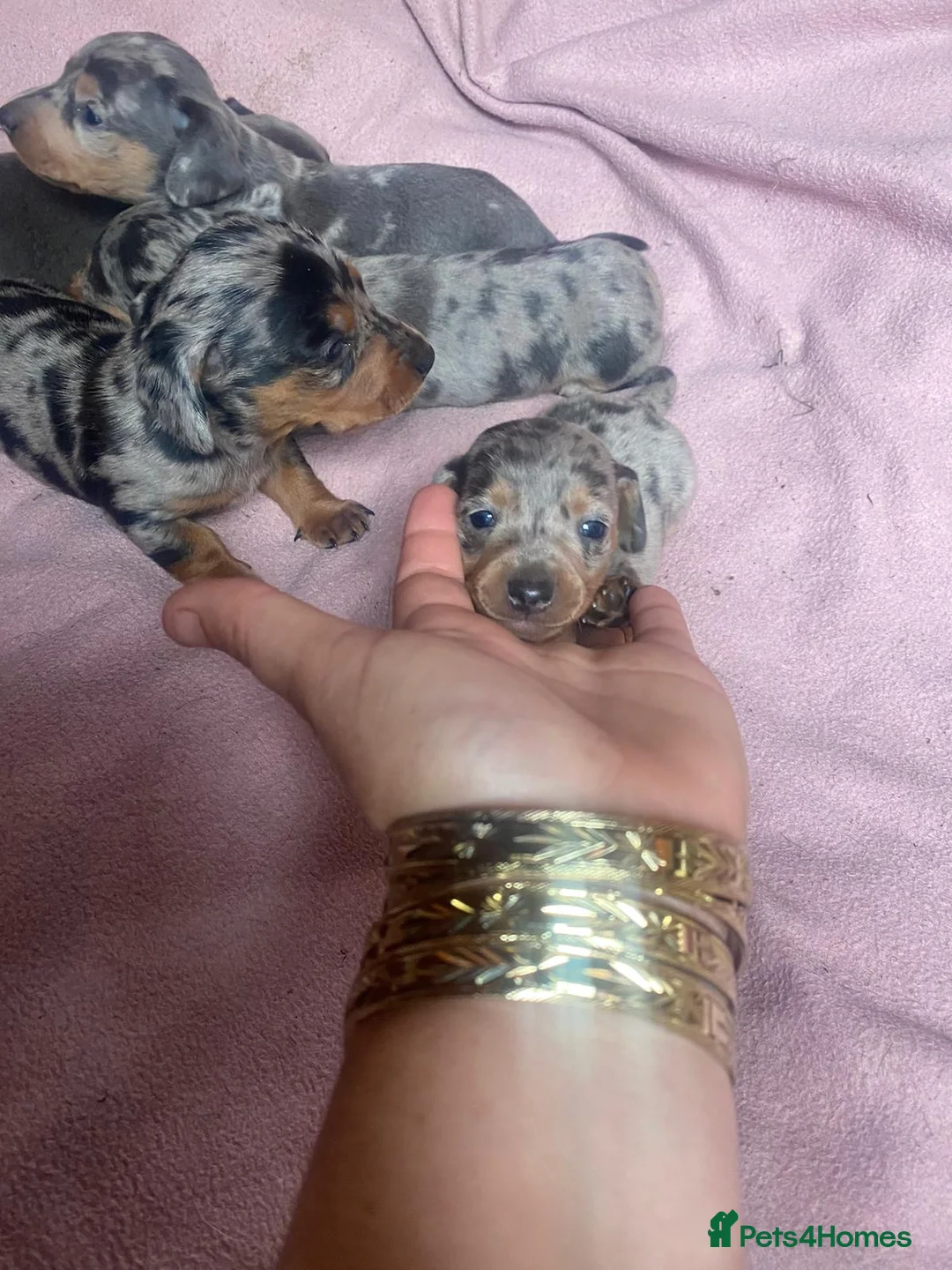 Miniature Dachshund dogs for stud: ⭐️⭐️⭐️KC MINIATURE DACHSHUND FOR STUD⭐️⭐️  in Southampton - Advert 13