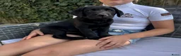 Labrador Retriever dogs for sale: 3 kc reg Labrador pups looking for new homes.  - Advert 2