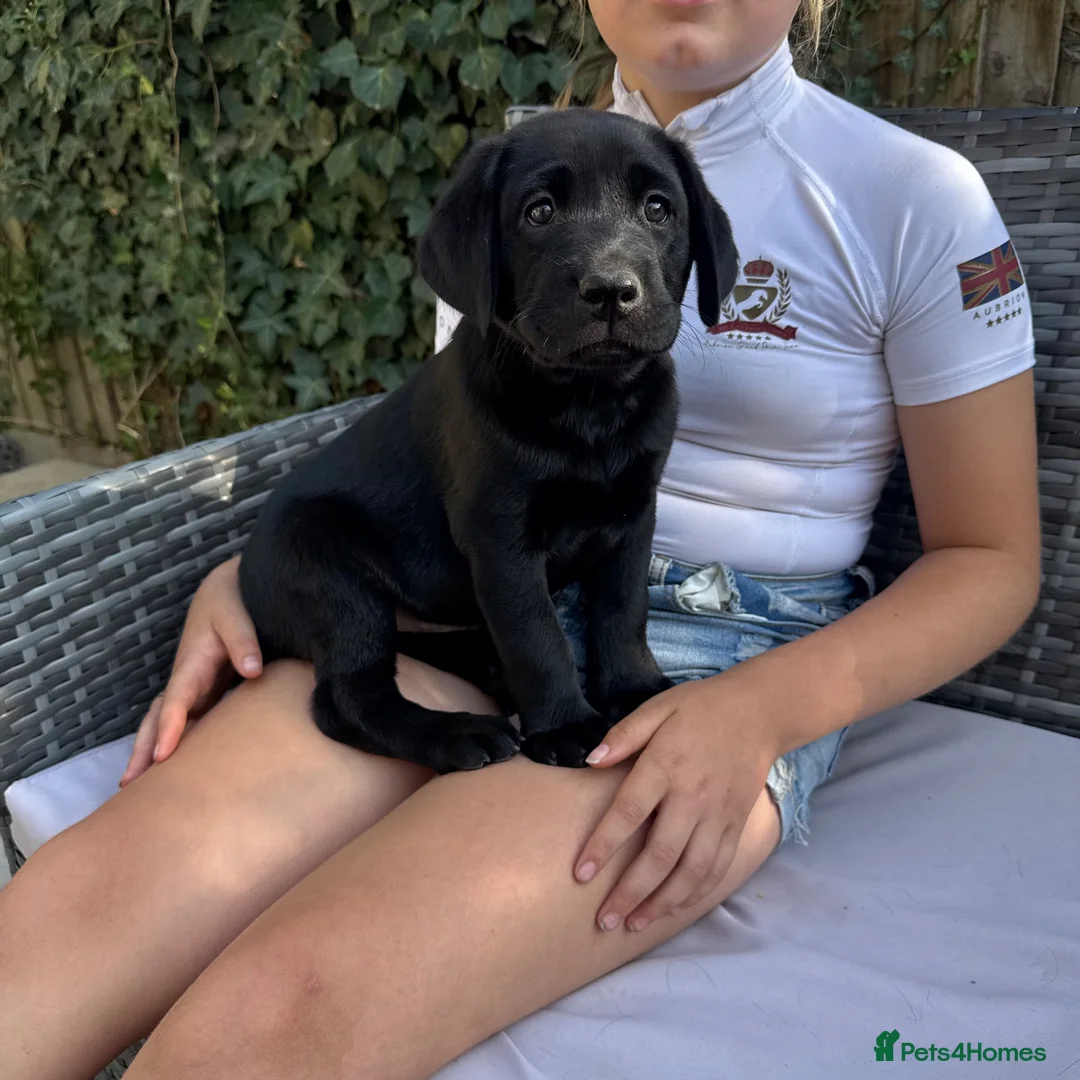 Labrador Retriever dogs for sale: 3 kc reg Labrador pups looking for new homes.  - Advert 2