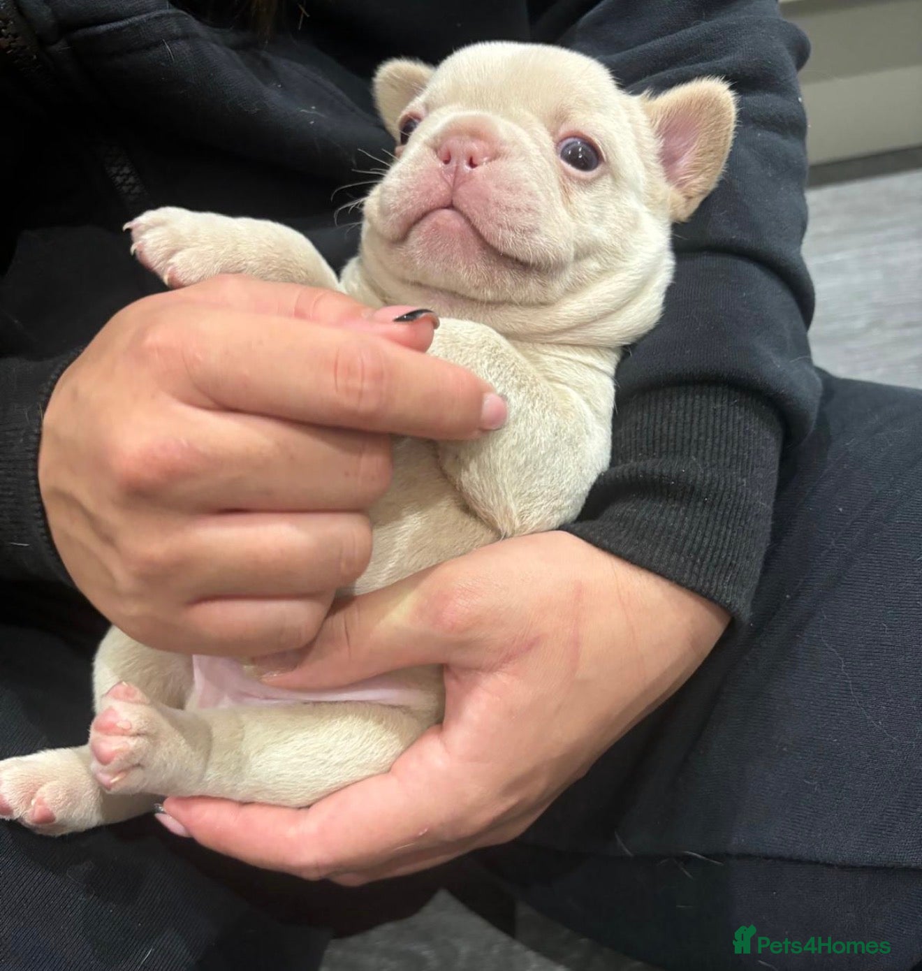 French Bulldog dogs Stunning KC registered Frenchies😍 2 male 1 female - Advert 13