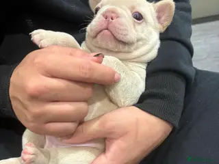 French Bulldog dogs Stunning KC registered Frenchies😍 2 male 1 female - Advert 13