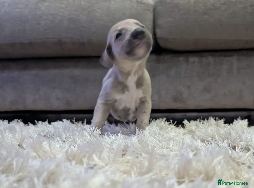 Whippet dogs for sale: Gorgeous kc registered whippet puppies  - Advert 7