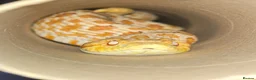 Snake reptiles for sale: Male hognose snake - Advert 4
