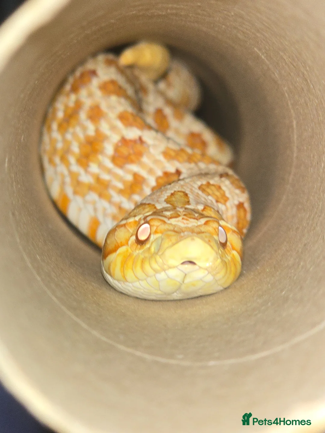 Snake reptiles for sale: Male hognose snake - Advert 4