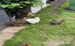 Chickens poultry for sale: 3 Maran hens needing new home - Image 2
