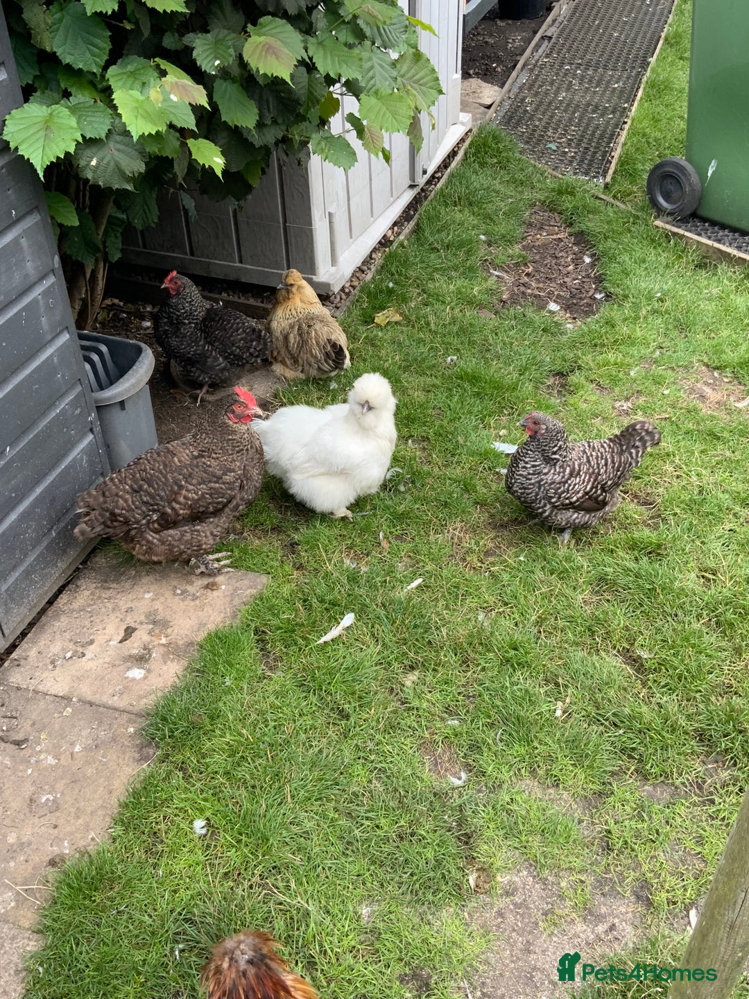 Chickens poultry for sale: 3 Maran hens needing new home - Image 2