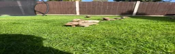 Miniature Dachshund dogs for sale: Miniature dachshund puppies! in Cranleigh - Advert 11