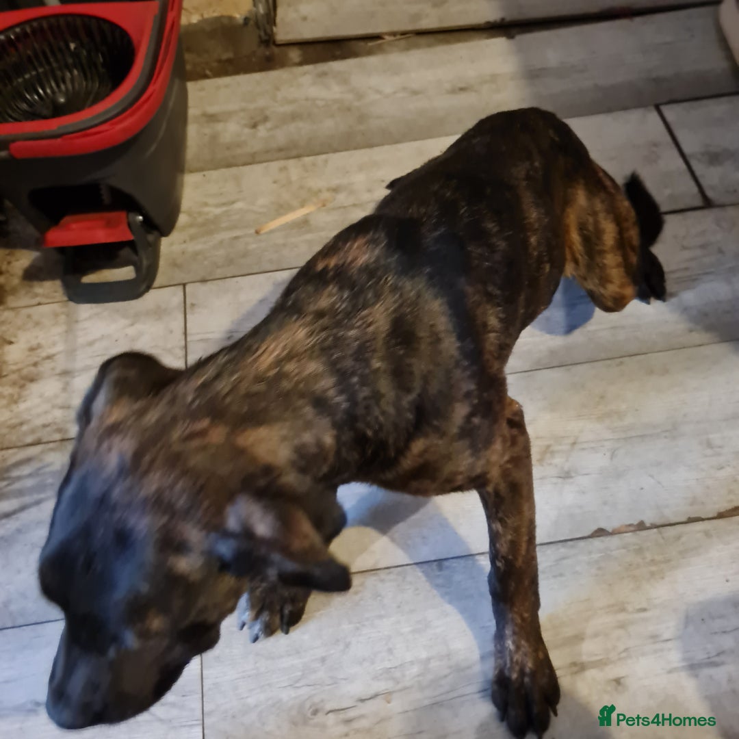 Mixed Breed dogs for sale: 2 dog bordeaux mixed - Image 5