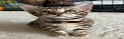 Bengal cats for sale: Pure Pedigree Bengal Kittens - Advert 9